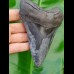 14,4cm dolchartiger, scharfer Haizahn des Megalodon