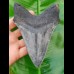 14,4cm dolchartiger, sharp shark tooth of Megalodon