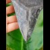 14,4cm dolchartiger, sharp shark tooth of Megalodon