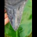 14,4cm dolchartiger, sharp shark tooth of Megalodon
