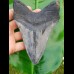 14,4cm dolchartiger, sharp shark tooth of Megalodon