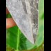14,4cm dolchartiger, sharp shark tooth of Megalodon