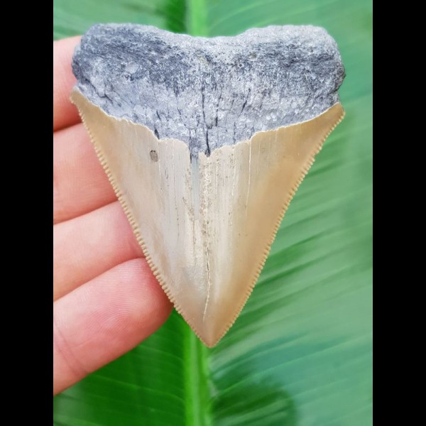 7.0 cm sharp tooth of Carcharocles Chubutensis