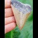 7.0 cm sharp tooth of Carcharocles Chubutensis