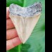 7.0 cm sharp tooth of Carcharocles Chubutensis