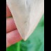 7,0 cm scharfer Zahn des Carcharocles Chubutensis