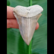 7.1 cm cream colored giant Mako shark tooth from USA