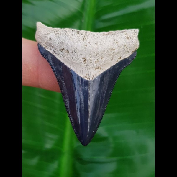 5,0cm fantastic shark tooth of Chubutensis