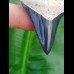 5,0cm fantastic shark tooth of Chubutensis