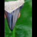 5,0cm fantastic shark tooth of Chubutensis