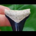 5,0cm fantastic shark tooth of Chubutensis
