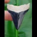 5,0cm fantastic shark tooth of Chubutensis