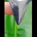 5,0cm fantastic shark tooth of Chubutensis