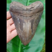 14,5 cm gigantischer, scharfer Hai-Zahn des Megalodon