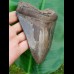 14,5cm giant sharp shark tooth of megalodon
