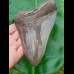 14,5cm giant sharp shark tooth of megalodon