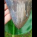 14,5cm giant sharp shark tooth of megalodon
