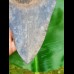 14,5cm giant sharp shark tooth of megalodon
