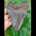 14,5cm giant sharp shark tooth of megalodon