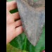 14,5cm giant sharp shark tooth of megalodon