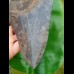 14,5cm giant sharp shark tooth of megalodon