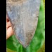 14,5cm giant sharp shark tooth of megalodon