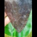 14,5cm giant sharp shark tooth of megalodon