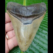 11,1cm Carcharocles Chubutensis Shark tooth fossil