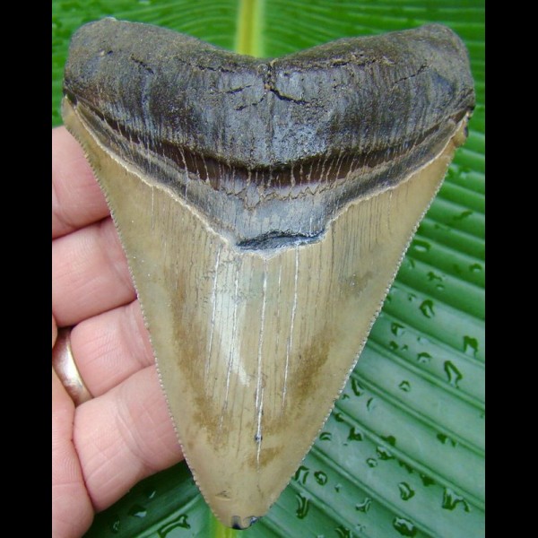 11,1cm Carcharocles Chubutensis Haizahn Fossil