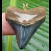 4,0cm Carcharocles Megalodon Pendant Shark tooth