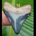4,0cm Carcharocles Megalodon Pendant Shark tooth