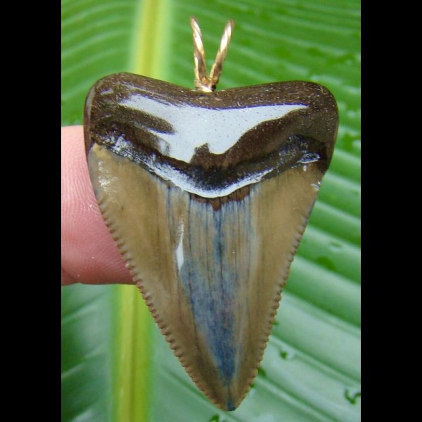 4,2cm Carcharocles Megalodon Pendant  Shark tooth