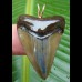 4,2cm Carcharocles Megalodon Pendant  Shark tooth