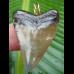4,2cm Carcharocles Megalodon Pendant  Shark tooth