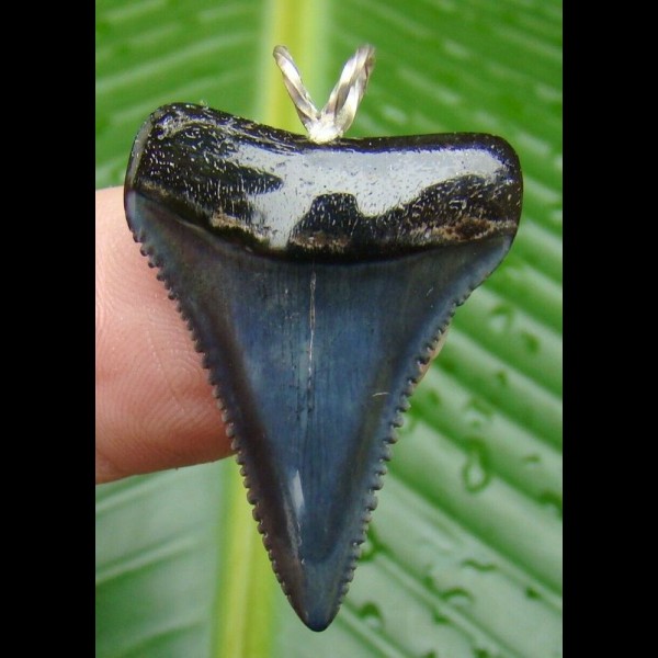 3,4cm Zahn vom weissen Hai Pendant Necklace Shark tooth