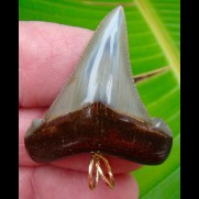 4,2cm Carcharocles Angustidens Pendant  Shark tooth