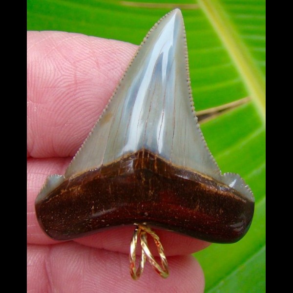 4,2cm Carcharocles Angustidens Anhänger 