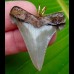 4,2cm Carcharocles Angustidens Pendant  Shark tooth