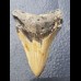 8,2 cm Zahn des Megalodon Hai