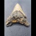 8,2 cm Zahn des Megalodon Hai