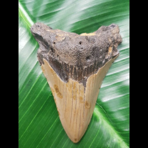 8,2 cm Zahn des Megalodon Hai