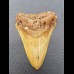 8,0 cm Zahn des Megalodon Hai