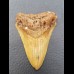8,0 cm tooth of Megalodon shark
