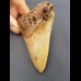 8,0 cm tooth of Megalodon shark
