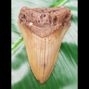 8,0 cm Zahn des Megalodon Hai