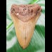 8,0 cm tooth of Megalodon shark