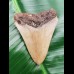 8,0 cm tooth of Megalodon shark
