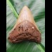 8,0 cm tooth of Megalodon shark