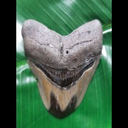 9,3cm polished shark tooth of Megalodon aus USA