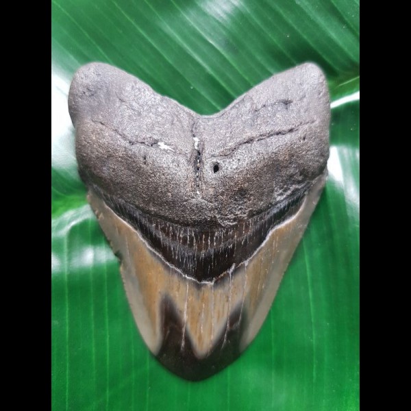 9,3cm polierter Haizahn des Megalodon aus USA